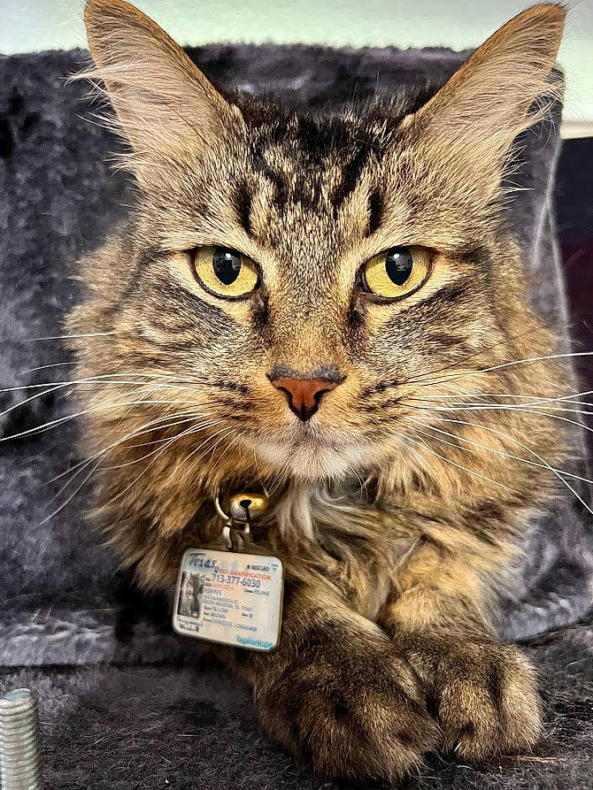 Pepper joined the competition — help win amazing prizes! carnivore, cat, claw, domestic_short_haired_cat, felidae, fur, grass, organism, paw, pet_supply, photo_caption, small_to_medium_sized_cats, snout, terrestrial_animal, vehicle_registration_plate, whiskers, wildlife