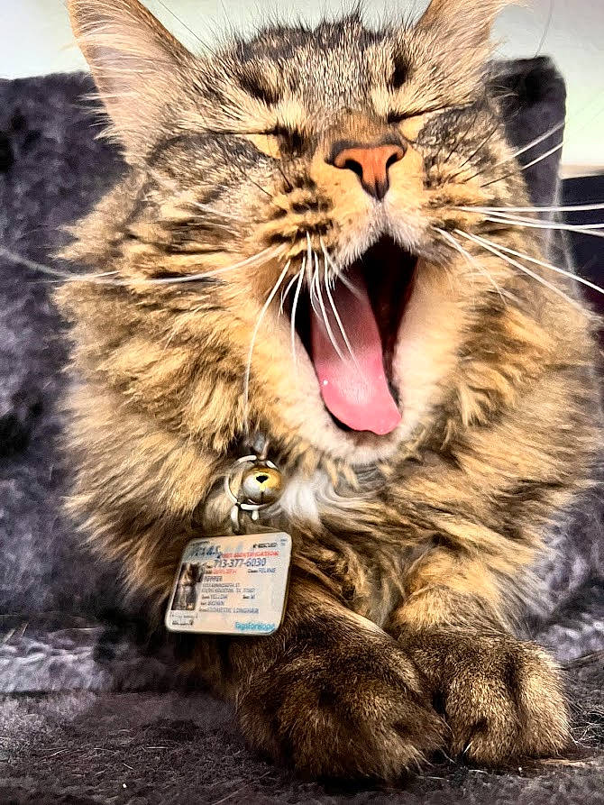 Pepper joined the competition — help win amazing prizes! cardboard, carnivore, cat, claw, domestic_short_haired_cat, fang, felidae, fur, paw, photography, small_to_medium_sized_cats, snout, terrestrial_animal, whiskers