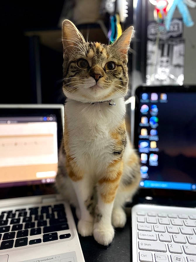 Jellybean is registered to the contest to win money with this photo: carnivore, cat, computer, computer_hardware, electronic_device, felidae, gadget, input_device, laptop, netbook, office_equipment, output_device, peripheral, personal_computer, small_to_medium_sized_cats, snout, space_bar, technology, touchpad, whiskers