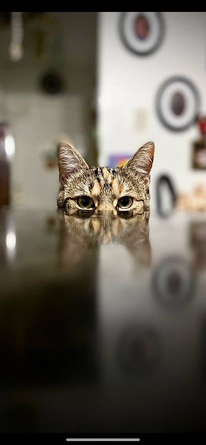 Jellybean joined the competition — help win amazing prizes! carnivore, cat, darkness, domestic_short_haired_cat, eye, felidae, fur, head, macro_photography, metal, small_to_medium_sized_cats, snout, terrestrial_animal, whiskers, wildlife, wood