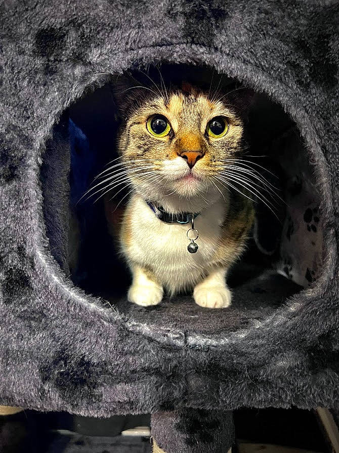 Jellybean joined the competition — help win amazing prizes! carnivore, cat, circle, close_up, domestic_short_haired_cat, door, fawn, felidae, fur, grey, paw, photo_caption, small_to_medium_sized_cats, snout, still_life_photography, tail, terrestrial_animal, whiskers, wildlife, window