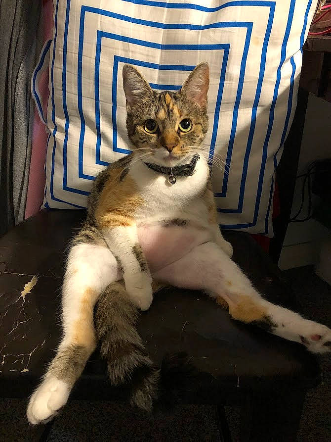 Jellybean joined the competition — help win amazing prizes! bed, carnivore, cat, chair, claw, comfort, couch, domestic_short_haired_cat, door, fawn, felidae, fur, linens, paw, pillow, sitting, small_to_medium_sized_cats, snout, tail, whiskers