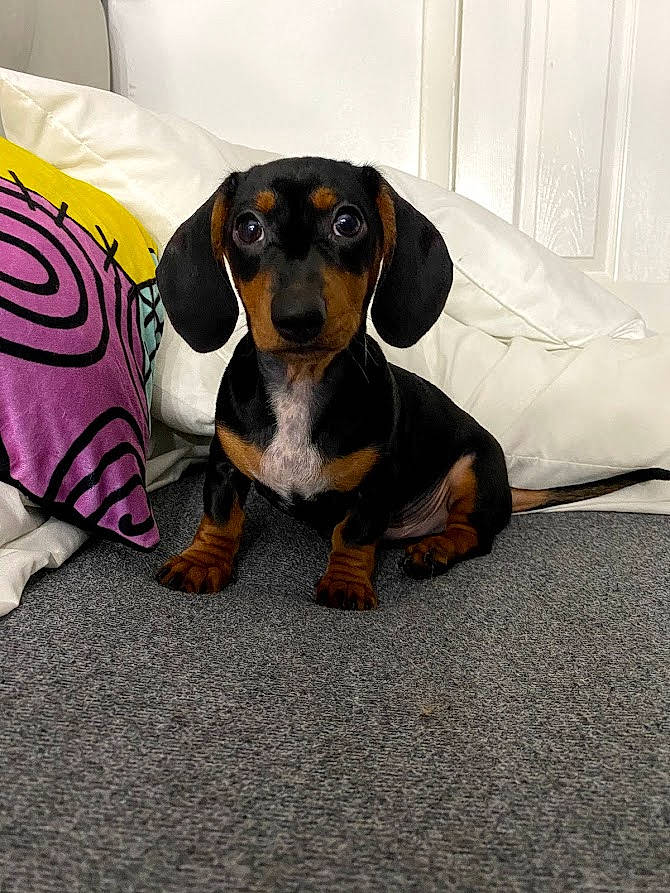 Bruno joined the competition — help win amazing prizes! canidae, car_seat, carnivore, comfort, companion_dog, dog, dog_breed, dog_supply, fawn, head_restraint, hound, hunting_dog, paw, puppy, scent_hound, snout, sporting_group, toy_dog, working_animal, working_dog