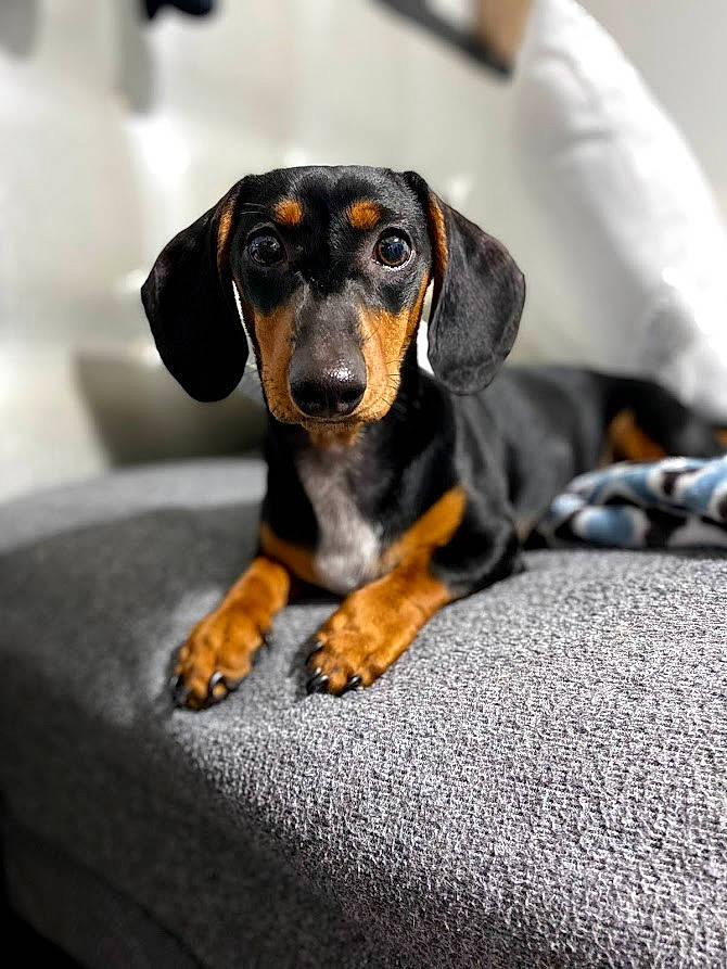 Bruno is registered to the contest to win money with this photo: bored, canidae, carnivore, comfort, companion_dog, dog, dog_breed, ear, eye, grey, hunting_dog, puppy, sharing, snout, sporting_group, terrestrial_animal, toy_dog, whiskers, working_animal, working_dog