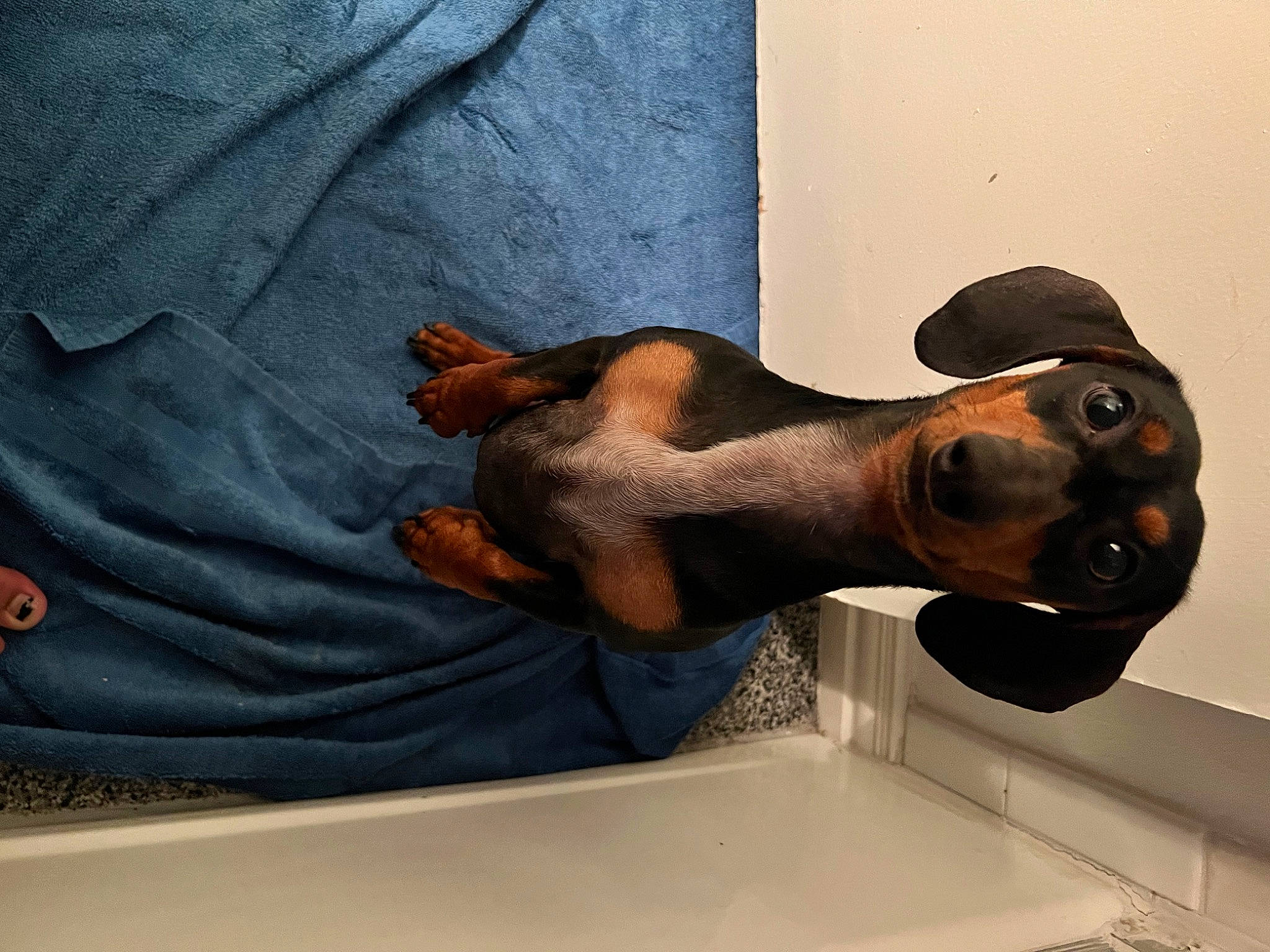 Bruno joined the competition — help win amazing prizes! art, artifact, barechested, beard, bronze_sculpture, chest, elbow, eyewear, fawn, gesture, human_leg, jaw, knee, metal, sculpture, snout, thigh, trunk, visual_arts, wood