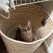 Pepper joined the competition — help win amazing prizes! cat, basket, woven, rope, curious, indoor, pet, animal, floor, wooden_floor, cozy, looking_up, striped_cat, tabby, container, fabric, home, corner, furniture, cute