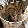 cat, basket, woven, rope, curious, indoor, pet, animal, floor, wooden_floor, cozy, looking_up, striped_cat, tabby, container, fabric, home, corner, furniture, cute