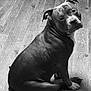 dog, pitbull, pet, canine, domestic_animal, indoor, hardwood_floor, sitting, looking_at_camera, black_and_white, monochrome, portrait, paws, ears, eyes, fur, muscular, attentive, companion, adorable