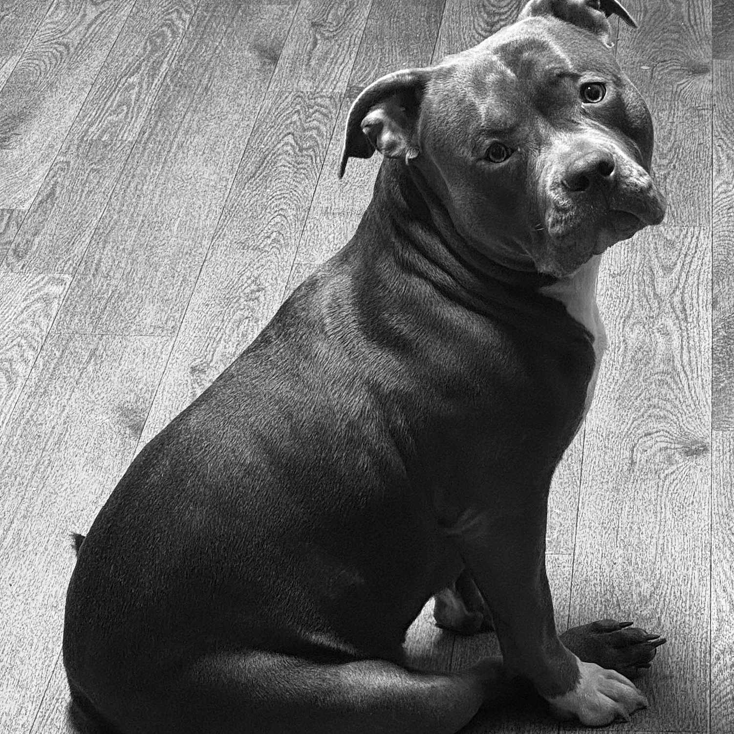 Zhara joined the competition — help win amazing prizes! adorable, attentive, black_and_white, canine, companion, dog, domestic_animal, ears, eyes, fur, hardwood_floor, indoor, looking_at_camera, monochrome, muscular, paws, pet, pitbull, portrait, sitting
