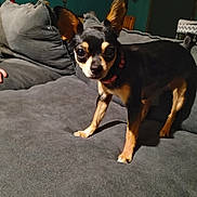 Grace is registered to the contest to win money with this photo: dog, small_dog, black_dog, tan_dog, couch, indoor, ears, alert, pet, animal, living_room, furniture, wall_decor, crosses, collar, paw, canine, home, cute, portrait
