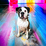 Caerus is registered to the contest to win money with this photo: animal, artistic, background, black_and_white, canine, collar, colorful, curious, dog, expression, floor, indoor, modern_art, muzzle, paint, pet, portrait, sitting, studio, vibrant