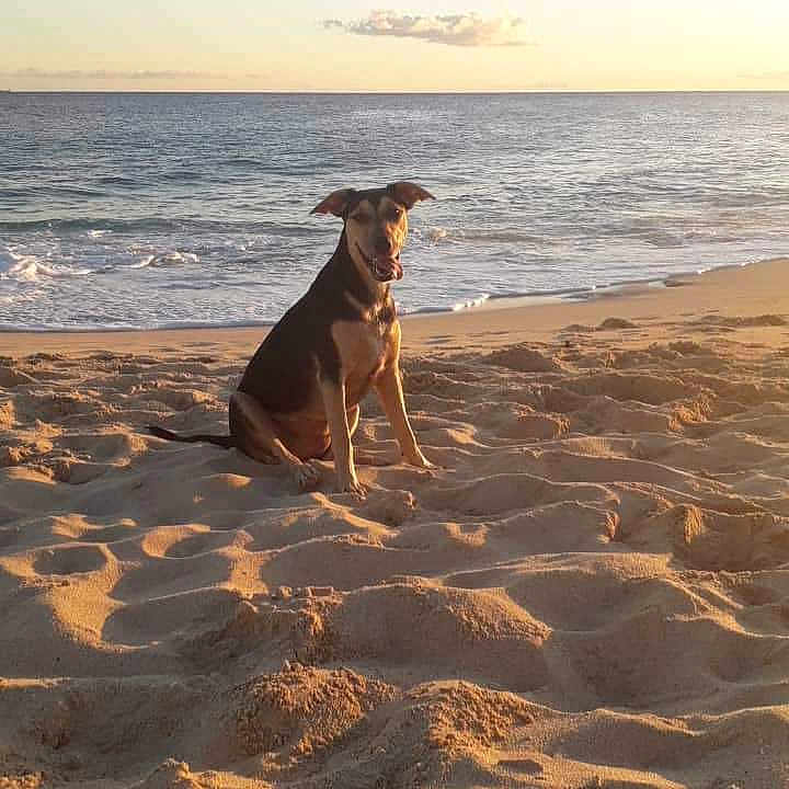 Naya participe au concours pour gagner de l'argent avec cette photo : animal, beach, boxer, bulldog, canine, coast, dog, horizon, hound, nature, outdoors, pet, photography, puppy, sand, sea, shoreline, sky, soil, water