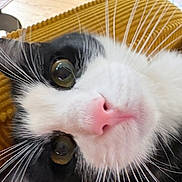 Angus is registered to the contest to win money with this photo: animal, black_and_white, cat, close_up, closeup, curious, cute, domestic, face, feline, green_eyes, indoor, lying_down, mustard_yellow, pet, pink_nose, portrait, soft_fur, texture, whiskers