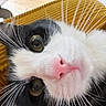 animal, black_and_white, cat, close_up, closeup, curious, cute, domestic, face, feline, green_eyes, indoor, lying_down, mustard_yellow, pet, pink_nose, portrait, soft_fur, texture, whiskers