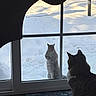 animal, carpet, cat, contrast, curious, daylight, feline, glass_door, home, indoor, looking, nature, outdoor, pet, snow, squirrel, standing, wildlife, window, winter