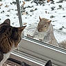 animal, cat, cats, curious, fur, glass, home, indoor, looking, nature, outdoor, pet, rocks, snow, squirrel, staring, whiskers, wildlife, window, winter