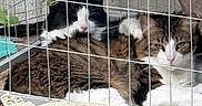 Fergus joined the competition — help win amazing prizes! animal, black_and_white_cat, cat, closeup, cuddling, daylight, fence, fur, grass, nature, outdoor, pet, relaxing, resting, rock, sculpture, stone_sculpture, tabby_cat, two_cats, wire_fence