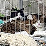 animal, black_and_white_cat, cat, closeup, cuddling, daylight, fence, fur, grass, nature, outdoor, pet, relaxing, resting, rock, sculpture, stone_sculpture, tabby_cat, two_cats, wire_fence