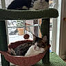 animal, cat, cat_tree, cats, cozy, curious, domestic, feline, fur, green, hammock, houseplant, indoor, perch, pet, pink, relaxed, resting, snow, window