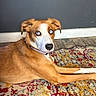 animal, blue_eyes, brown_fur, canine, collar, curious, dog, domestic, floor, home, indoor, looking_back, lying_down, patterned_rug, pet, portrait, resting, rug, wall, white_markings
