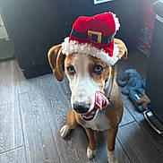 Harlow joined the competition — help win amazing prizes! dog, puppy, santa_hat, tongue_out, indoor, wooden_floor, playful, pet, canine, brown_and_white, flooring, toy, mischievous, cute, holiday_hat, animal, domestic, pet_accessory, young_dog, curious