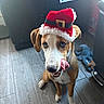 dog, puppy, santa_hat, tongue_out, indoor, wooden_floor, playful, pet, canine, brown_and_white, flooring, toy, mischievous, cute, holiday_hat, animal, domestic, pet_accessory, young_dog, curious