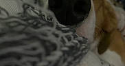 Harlow is registered to the contest to win money with this photo: dog, nose, close_up, sleeping, blanket, fabric, cozy, resting, indoor, pet, animal, fur, whiskers, snout, comfort, soft, warm, relaxation, cute, domestic