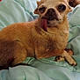 dog, small_dog, tan_dog, tongue_out, pet, cute, sleepy, blanket, indoor, cozy, fur, animal, resting, paw, canine, companion, cute_pet, domestic_animal, relaxed, cute_expression