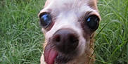 Chiquita joined the competition — help win amazing prizes! dog, grass, tongue, closeup, outdoor, pet, animal, cute, small_dog, nature, face, expression, fur, green, tongue_out, eyes, snout, muzzle, canine, playful