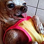 Chiquita joined the competition — help win amazing prizes! dog, small_dog, tongue_out, pet, cute, yellow_shirt, pink_trim, tile_floor, paw, close_up, animal, domestic_animal, fur, snout, ears, resting, indoor, companion, friend, relaxed