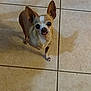 Chiquita joined the competition — help win amazing prizes! dog, chihuahua, small_dog, pet, animal, floor, tile_floor, indoor, cute, looking_up, ears, shadow, tongue_out, canine, companion, domestic_animal, short_hair, alert, standing, curious