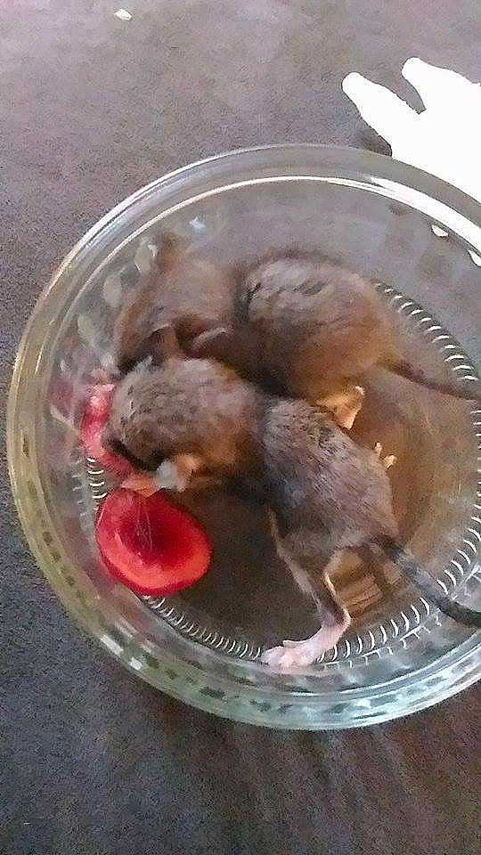 Nuts a rejoint le concours — aidez-le/la à gagner de superbes lots ! cuisine, food, snout