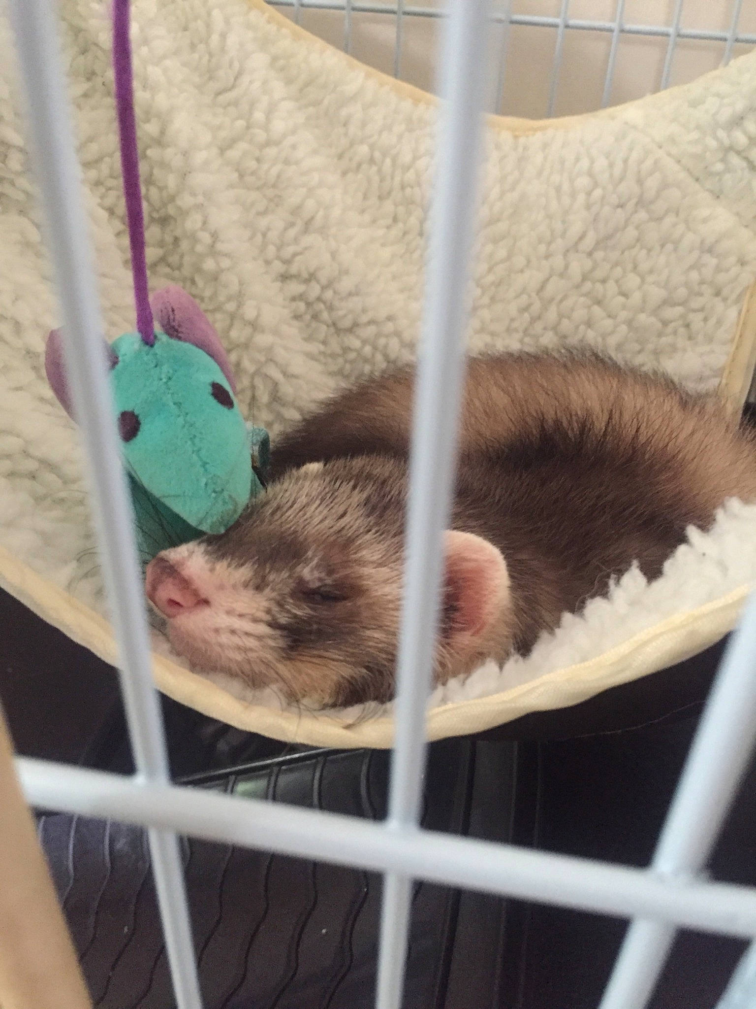 Spirit participe au concours pour gagner de l'argent avec cette photo : animal_shelter, carnivore, fawn, ferret, hammock, hamster, muridae, mustelidae, mustelinae, polecat, rat, whiskers