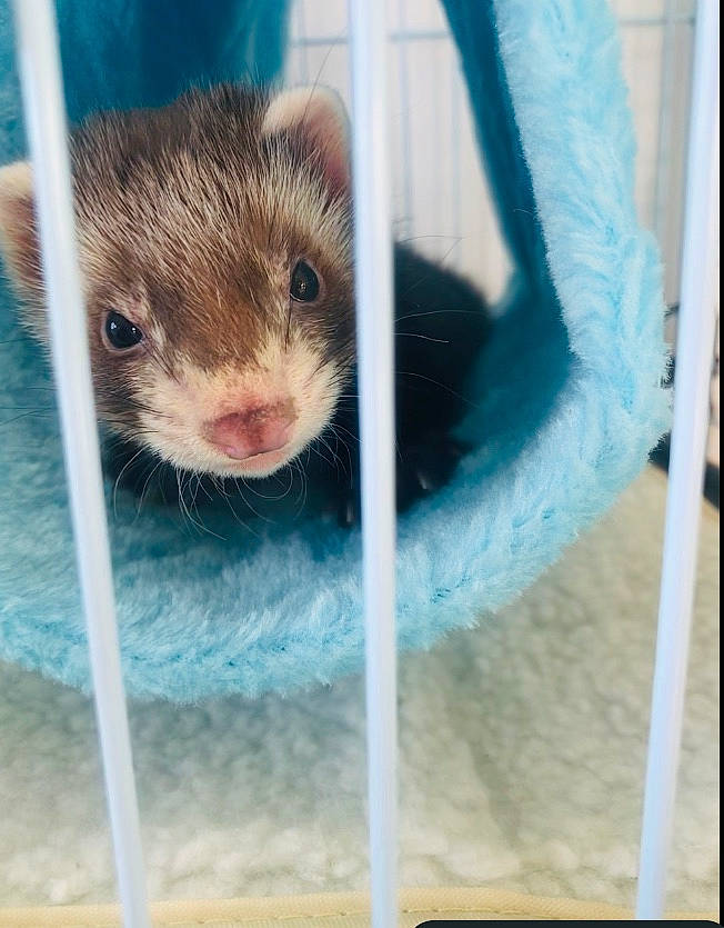 Spirit participe au concours pour gagner de l'argent avec cette photo : eye, fawn, ferret, fur, gerbil, hamster, iris, marten, mink, mouse, muridae, muroidea, mustelidae, nose, polecat, rat, rodent, skin, snout, whiskers