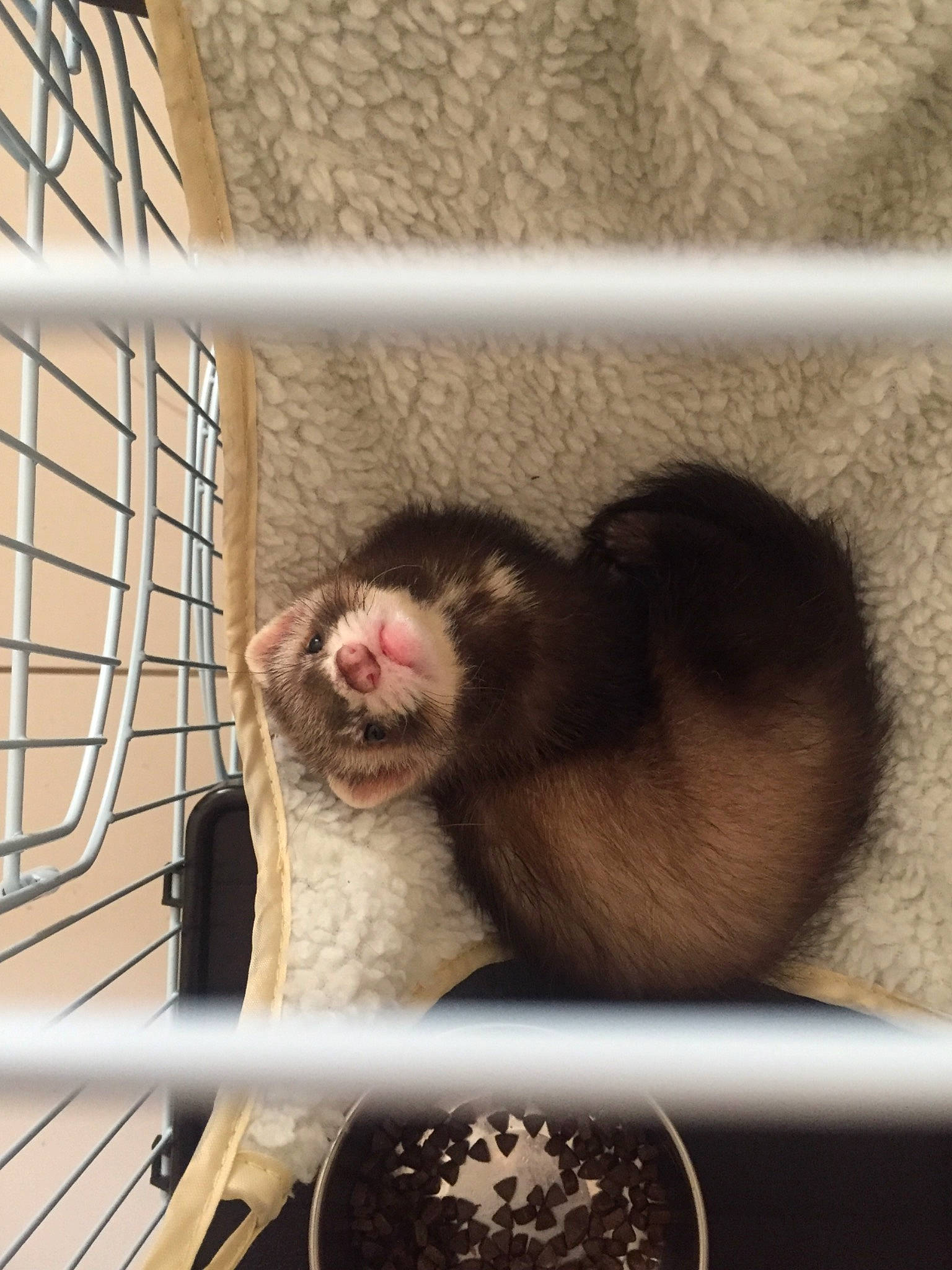 Spirit a rejoint le concours — aidez-le/la à gagner de superbes lots ! animal_shelter, carnivore, cat, degu, ear, fawn, felidae, ferret, fur, gerbil, mustelidae, mustelinae, rodent, small_to_medium_sized_cats, tail, whiskers