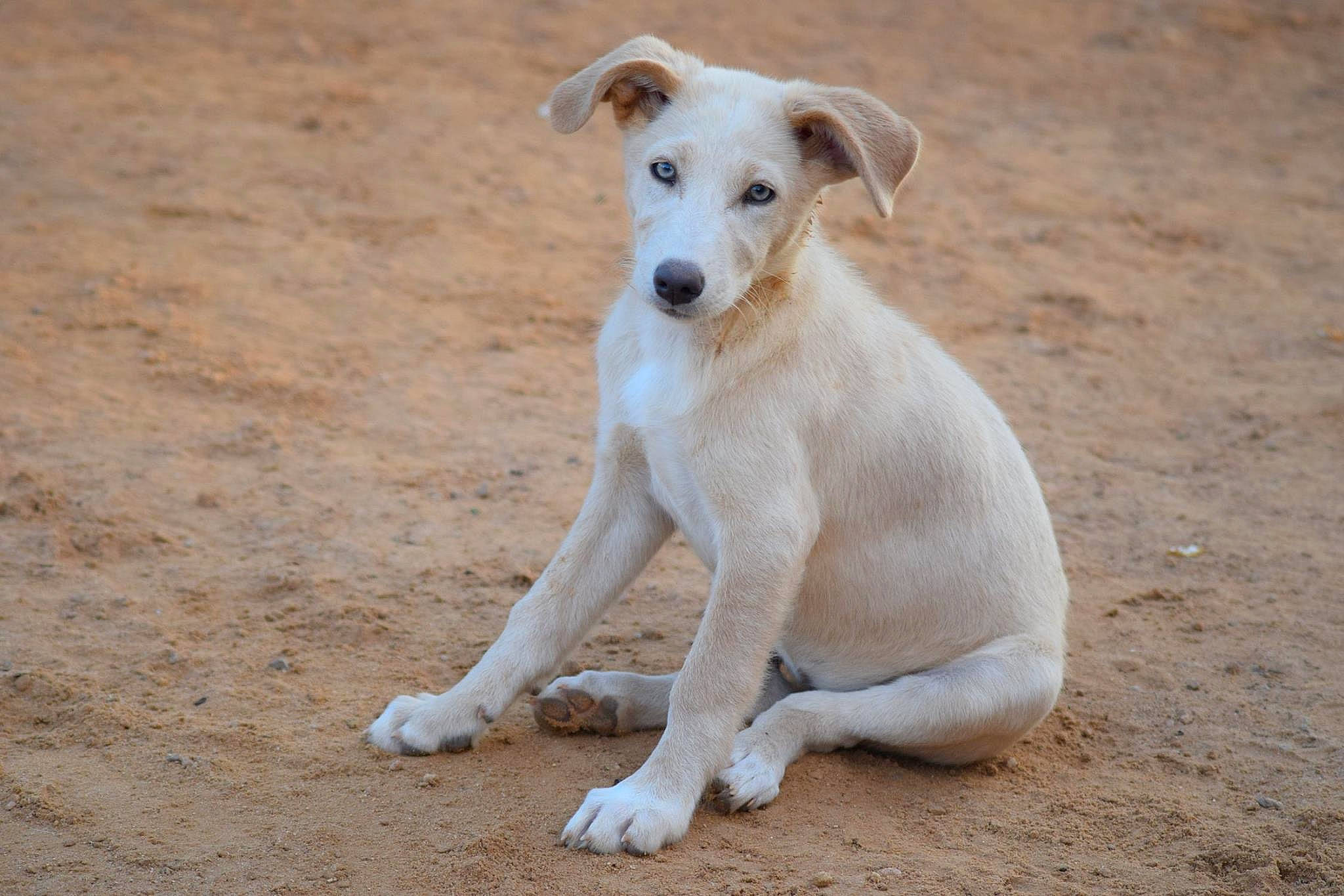 Kiara participe au concours pour gagner de l'argent avec cette photo : aspin, canidae, carnivore, companion_dog, dog, dog_breed, fawn, mammal, potcake_dog, puppy, rare_breed_dog, sporting_group, street_dog, vertebrate, whippet