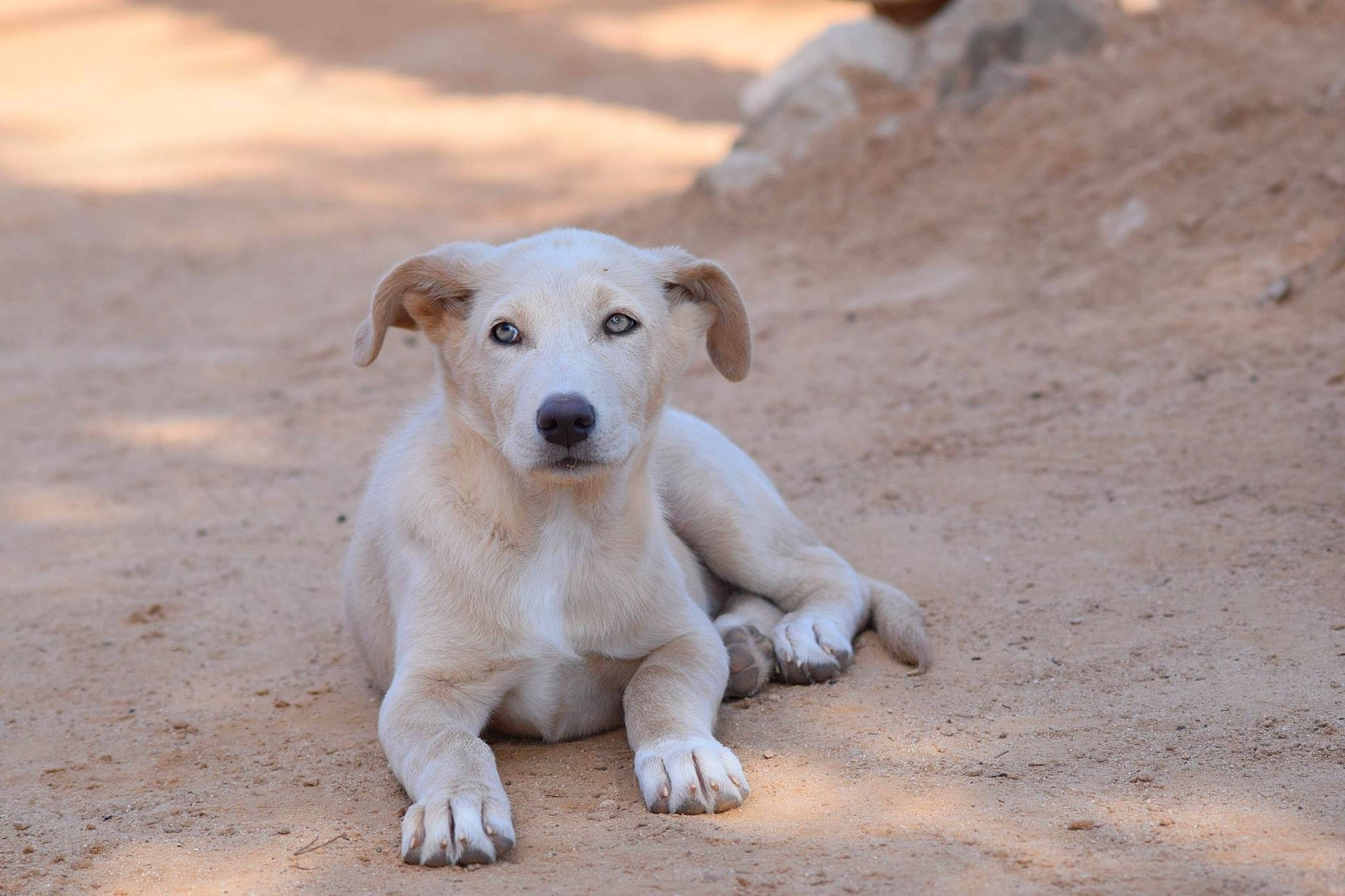 Kiara a rejoint le concours — aidez-le/la à gagner de superbes lots ! aspin, canidae, carnivore, companion_dog, dog, dog_breed, fawn, labrador_retriever, mammal, potcake_dog, puppy, rare_breed_dog, sporting_group, street_dog, vertebrate