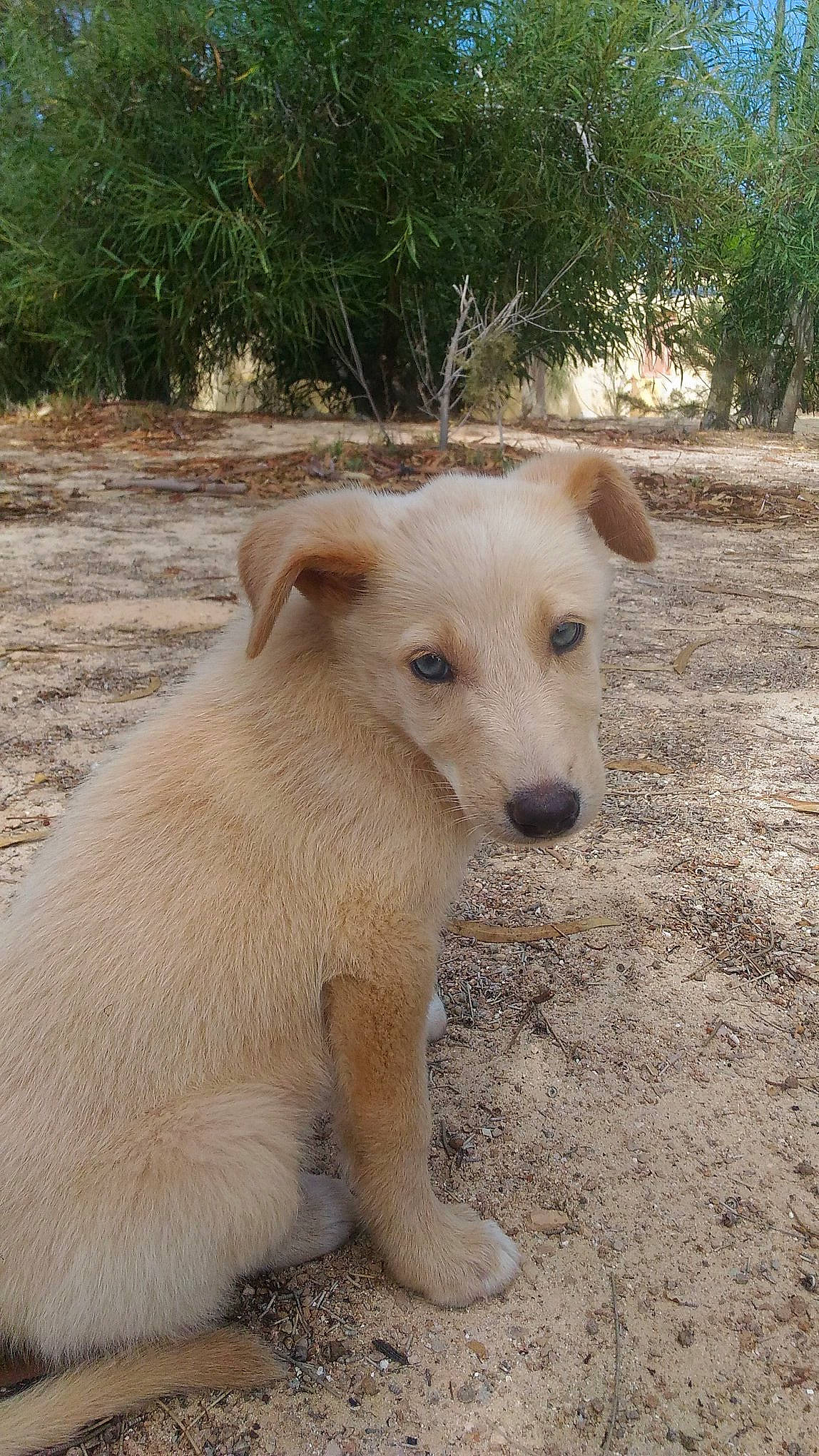 Kiara a rejoint le concours — aidez-le/la à gagner de superbes lots ! canidae, carnivore, companion_dog, dog, dog_breed, fawn, mammal, pariah_dog, potcake_dog, puppy, rare_breed_dog, sporting_group, street_dog, vertebrate