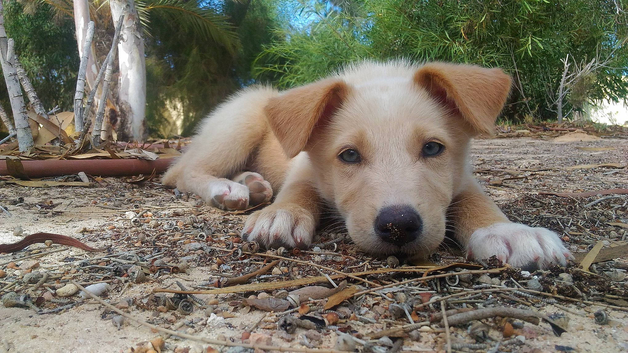 Kiara a rejoint le concours — aidez-le/la à gagner de superbes lots ! canaan_dog, canidae, carnivore, companion_dog, dog, dog_breed, fawn, mammal, puppy, rare_breed_dog, snout, street_dog, vertebrate