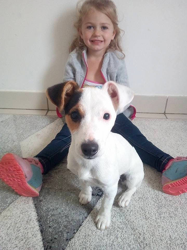 Nala participe au concours pour gagner de l'argent avec cette photo : canidae, carnivore, chilean_fox_terrier, companion_dog, dog, dog_breed, ear, fawn, feist, irishjacks, jack_russell_terrier, mammal, parson_russell_terrier, puppy, rare_breed_dog, russell_terrier, sporting_group, vertebrate