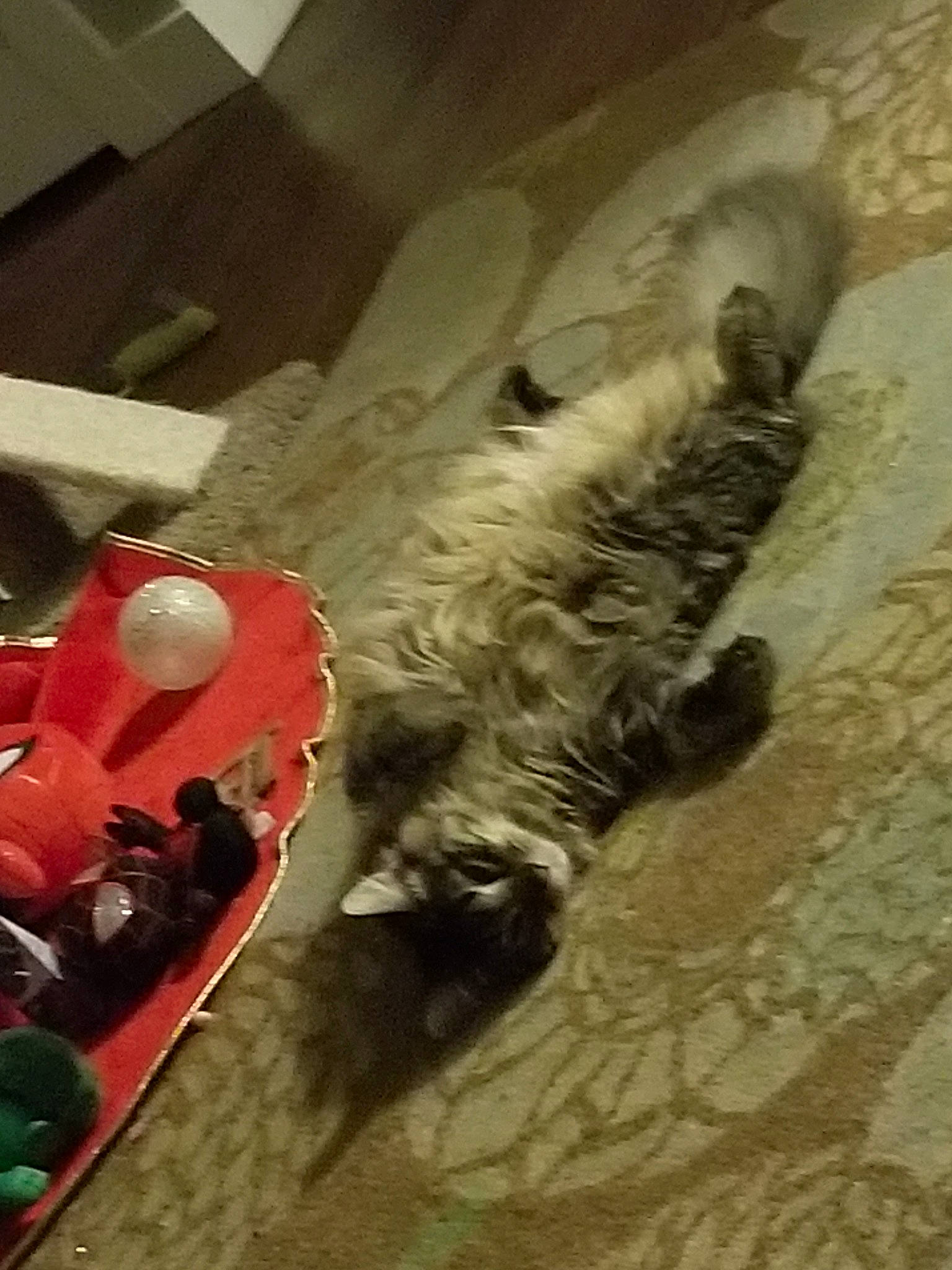 Hairy Pawter joined the competition — help win amazing prizes! canidae, fur, sporting_group