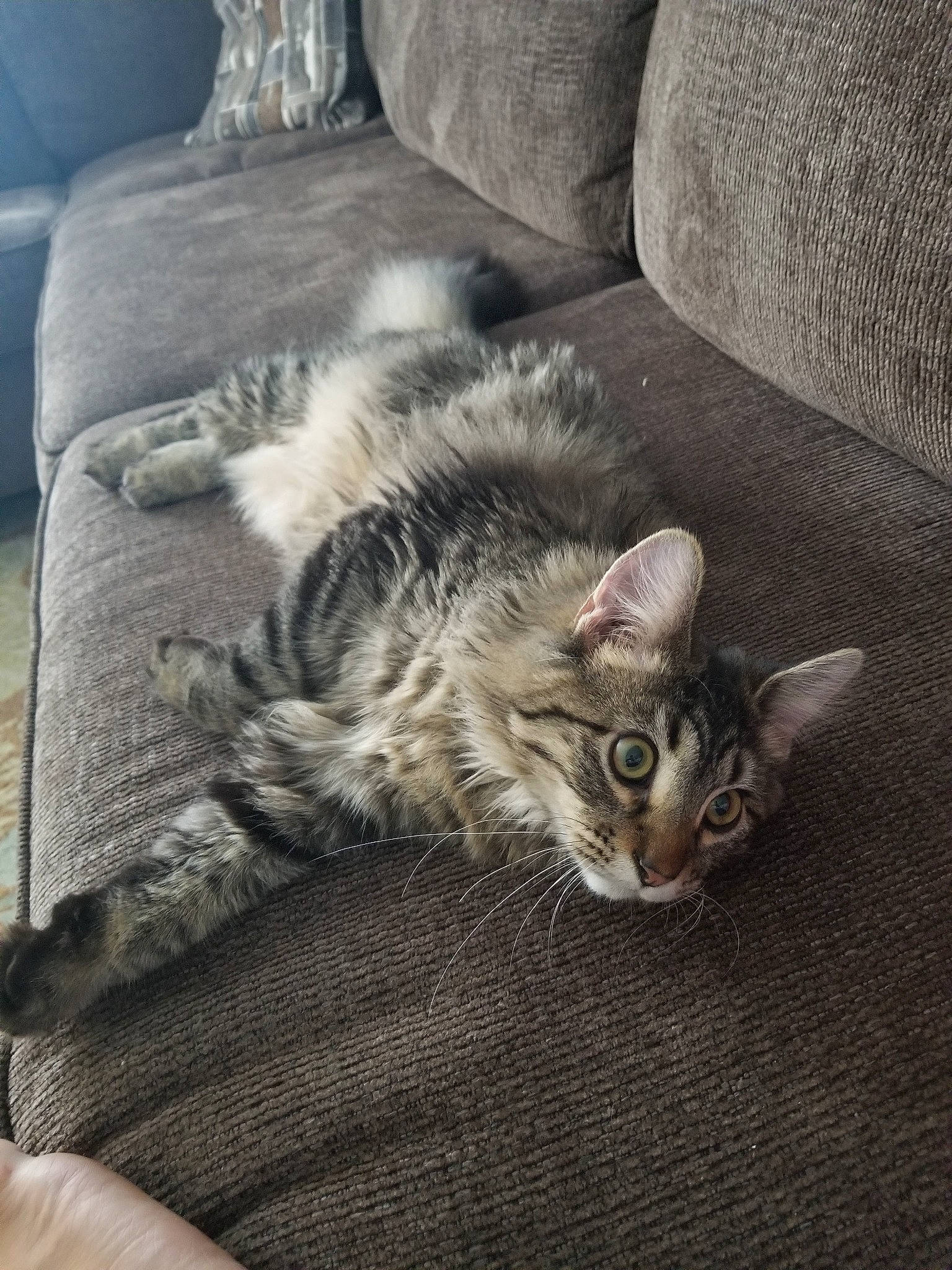 Hairy Pawter is registered to the contest to win money with this photo: american_shorthair, asian, carnivore, cat, comfort, domestic_short_haired_cat, dragon_li, ear, egyptian_mau, european_shorthair, felidae, fur, kitten, mammal, paw, pixie_bob, small_to_medium_sized_cats, tabby_cat, whiskers