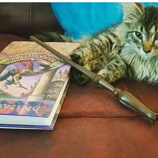 Hairy Pawter joined the competition — help win amazing prizes! art, carnivore, cat, domestic_short_haired_cat, drawing, european_shorthair, felidae, illustration, kitten, maine_coon, painting, sketch, small_to_medium_sized_cats, tabby_cat, toyger, whiskers, wild_cat