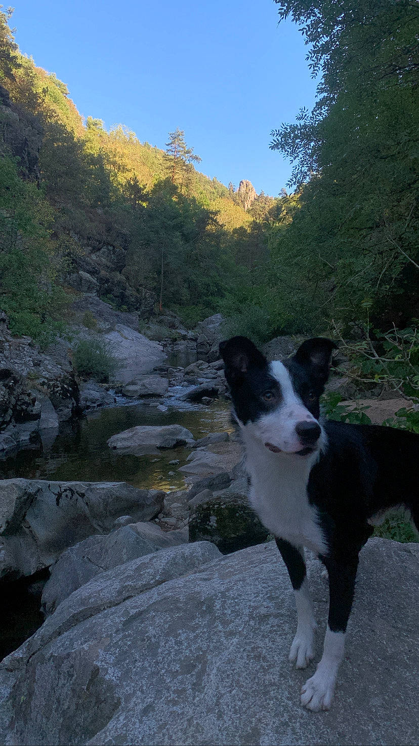 Sly a rejoint le concours — aidez-le/la à gagner de superbes lots ! adventure, bedrock, canidae, carnivore, companion_dog, dog, dog_breed, herding_dog, landscape, mcnab, mountain, plant, rock, sky, sporting_group, trail, tree, valley, walking, working_animal
