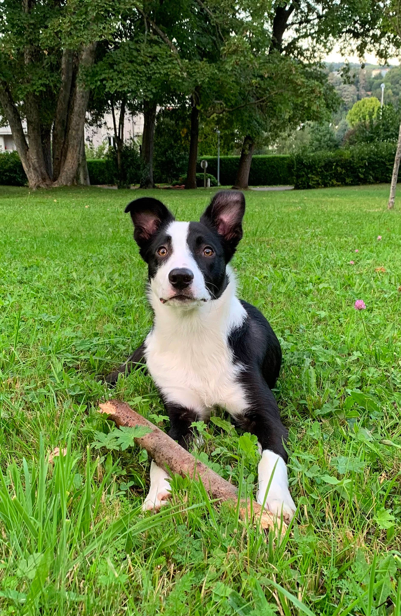 Sly a rejoint le concours — aidez-le/la à gagner de superbes lots ! ball, canidae, carnivore, companion_dog, dog, dog_breed, fawn, grass, grassland, groundcover, herding_dog, non_sporting_group, plant, snout, tail, terrestrial_animal, tree, working_animal, working_dog, yard