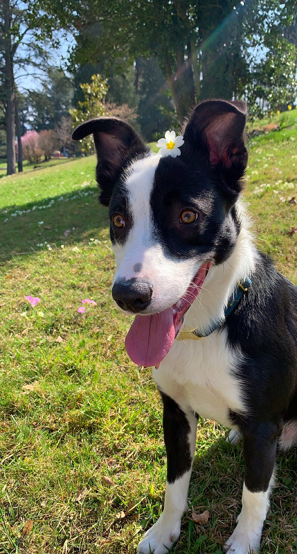 Sly participe au concours pour gagner de l'argent avec cette photo : adventure, canidae, carnivore, collar, companion_dog, dog, dog_breed, dog_collar, dog_supply, grass, herding_dog, mcnab, plant, snout, sporting_group, tail, tree, whiskers, working_animal, working_dog