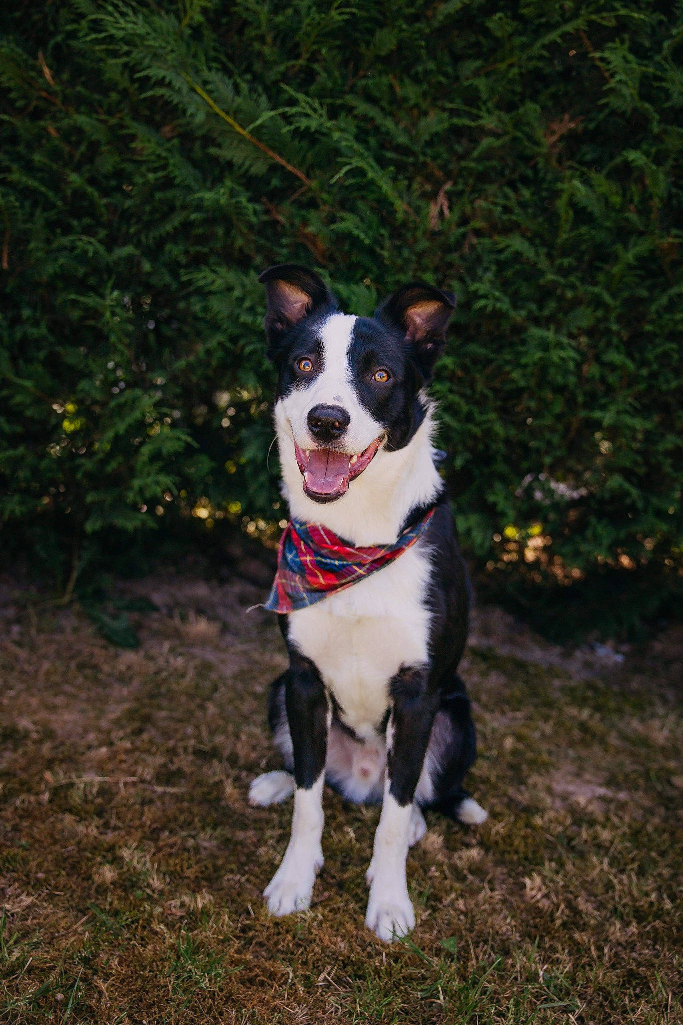 Sly a rejoint le concours — aidez-le/la à gagner de superbes lots ! borador, canidae, carnivore, collar, companion_dog, dog, dog_breed, dog_collar, dog_supply, fashion_accessory, grass, herding_dog, leash, plant, sporting_group, tail, tree, walking, working_animal, working_dog