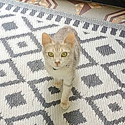 Neko participe au concours pour gagner de l'argent avec cette photo : cat, pet, animal, indoor, curious, walking, green_eyes, collar, bell, gray_fur, patterned_rug, floor, domestic, cute, feline, whiskers, ears, looking, close_up, home