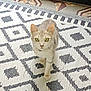 cat, pet, animal, indoor, curious, walking, green_eyes, collar, bell, gray_fur, patterned_rug, floor, domestic, cute, feline, whiskers, ears, looking, close_up, home