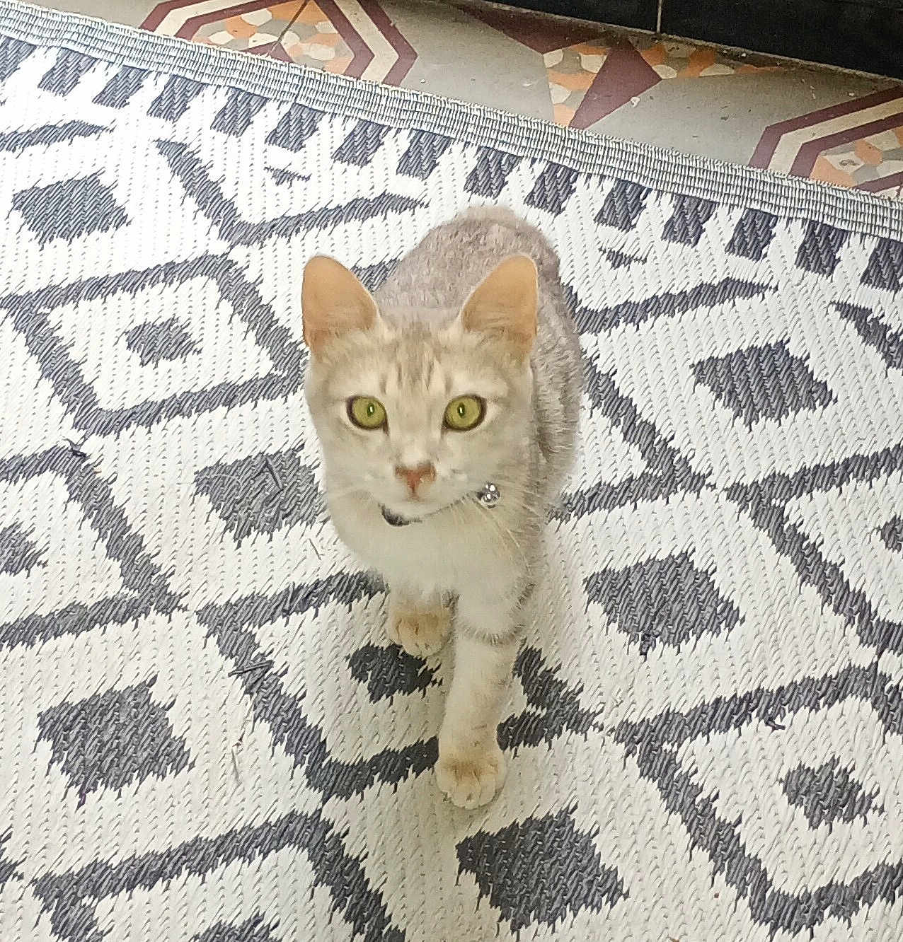 Neko